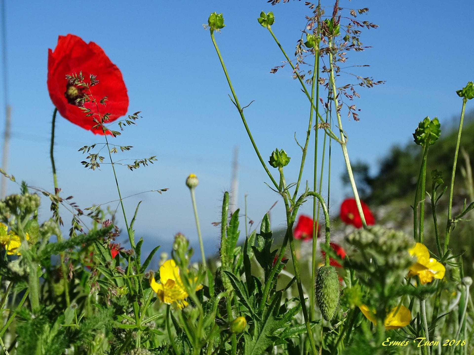 Fiori dei monti sibillini